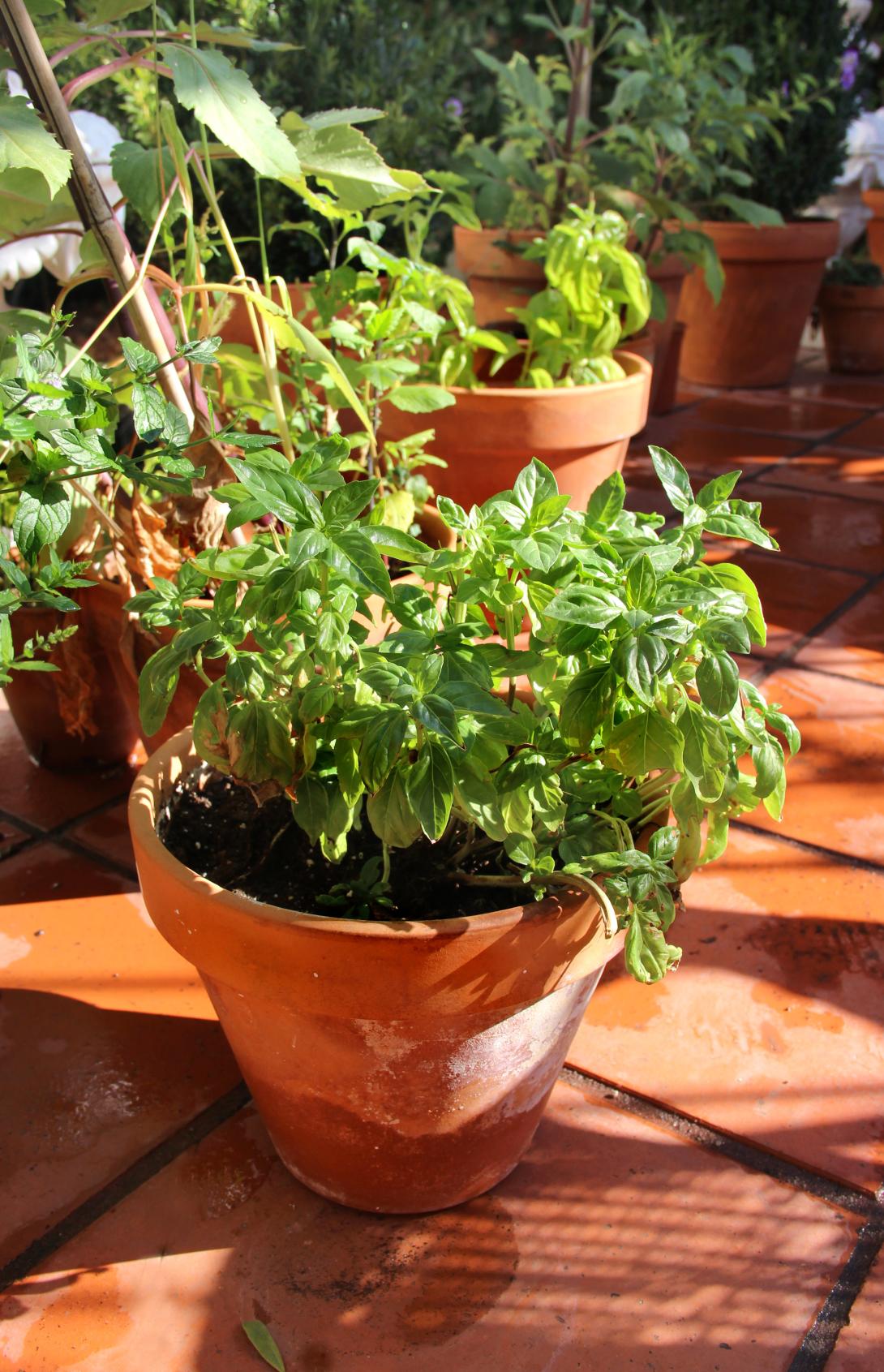 green herbs cultivated on a garden pot 